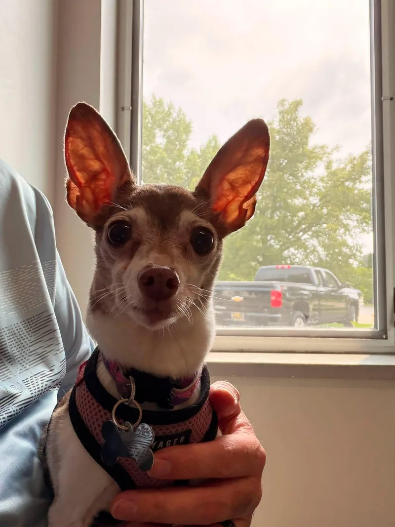 Bambi thumbnail 5