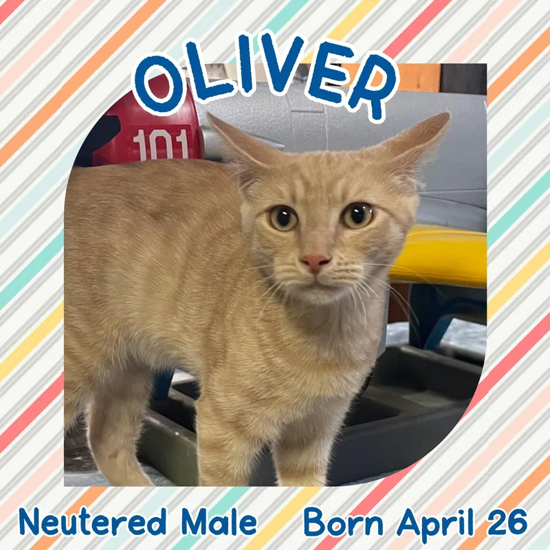 A baby small-sized male Tabby (Orange / Red) Domestic Short Hair cat named Oliver for adoption in Salida, CA