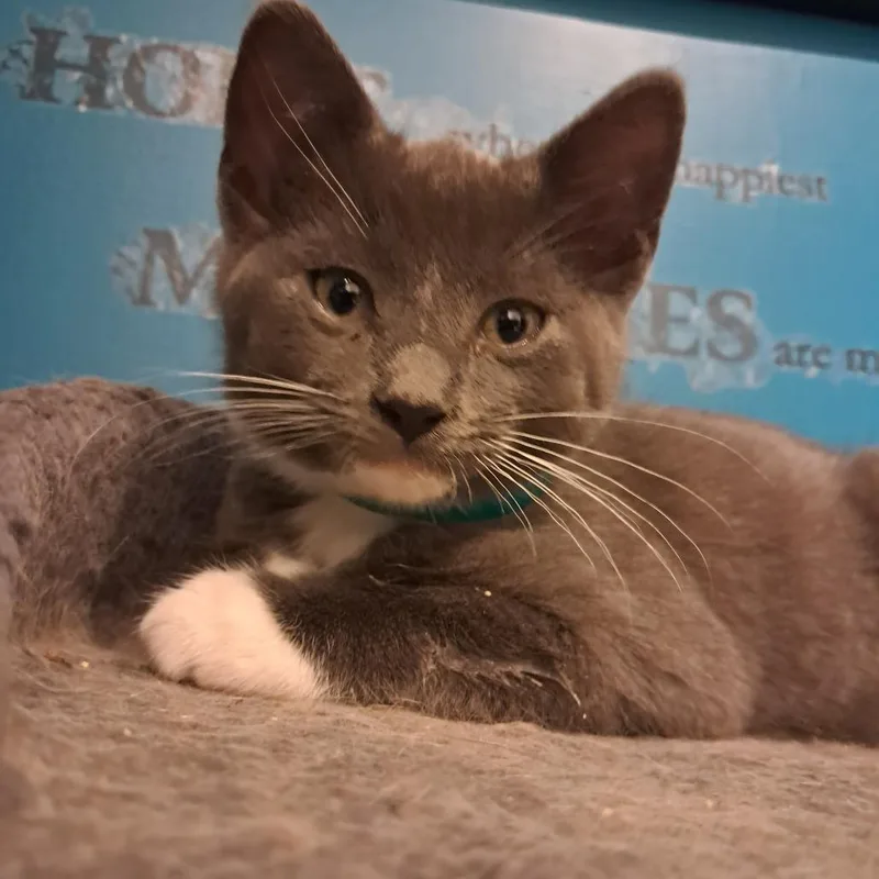 A baby small-sized male Gray / Blue / Silver Domestic Short Hair cat named Scamper C for adoption in Princeton, MN
