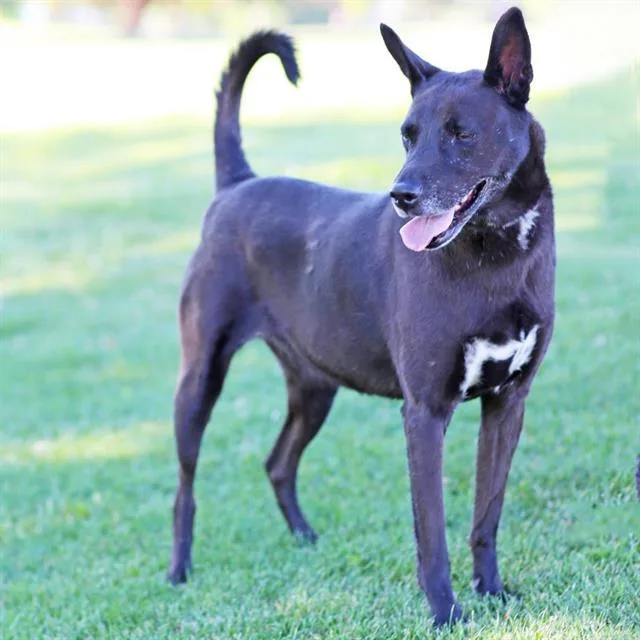 An adult medium-sized female Australian Cattle Dog / Blue Heeler dog named Luna for adoption in Albuquerque, NM