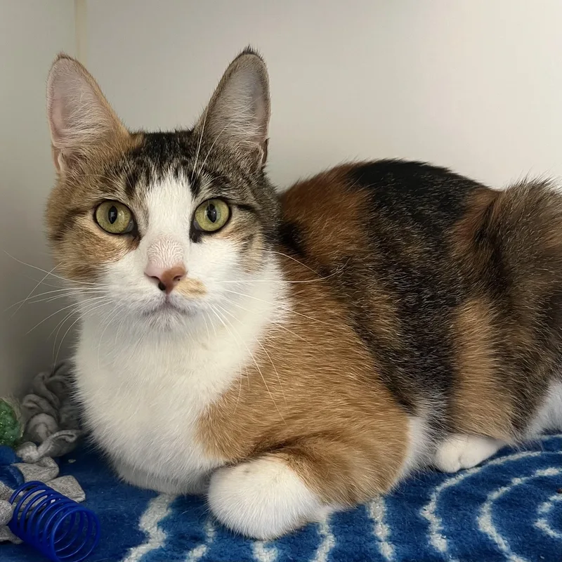 An adult medium-sized female Tortoiseshell Domestic Short Hair cat named Cabana for adoption in Pontiac, MI