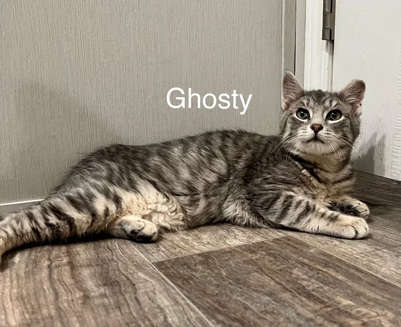 Ghosty