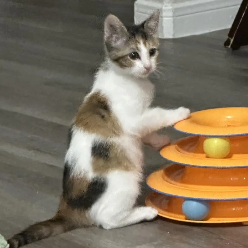 A baby small-sized female White Domestic Short Hair cat named Confetti for adoption in Santa Fe, TX
