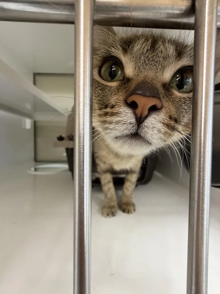 A young small-sized female Domestic Short Hair cat named Mai Tai for adoption in Saint Paul, MN