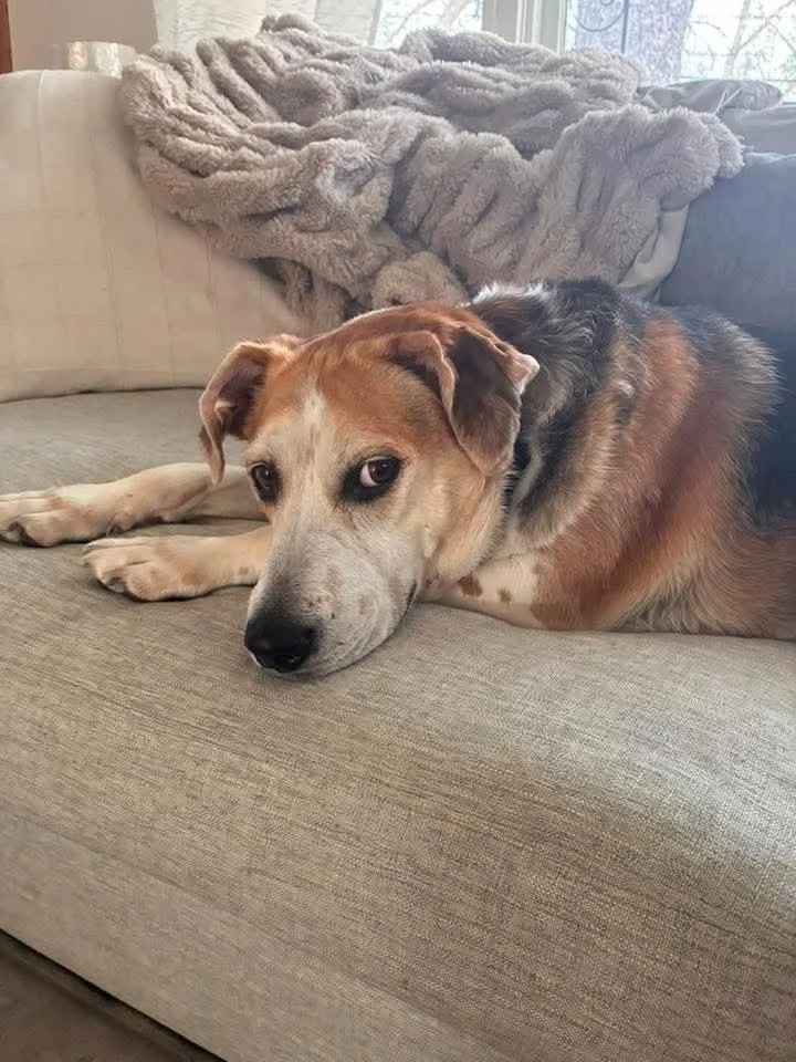 An adult large-sized female Mixed Breed dog named Ethel for adoption in Groveland, MA
