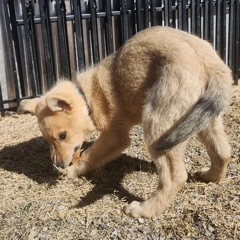 Fluffy Puppy thumbnail 2