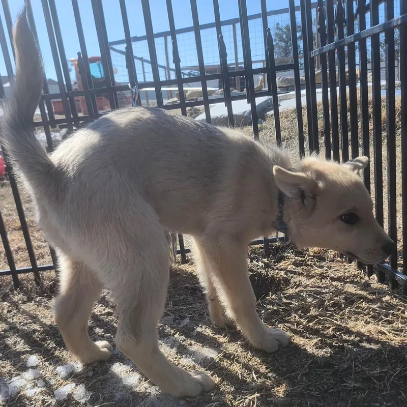 Fluffy Puppy thumbnail 3