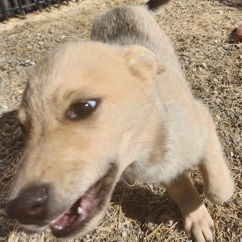 Fluffy Puppy thumbnail 4