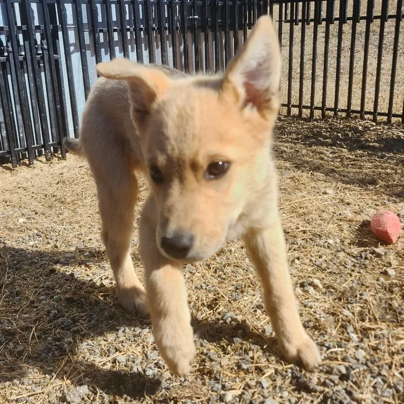 Fluffy Puppy thumbnail 5
