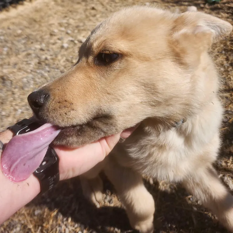 Fluffy Puppy thumbnail 6