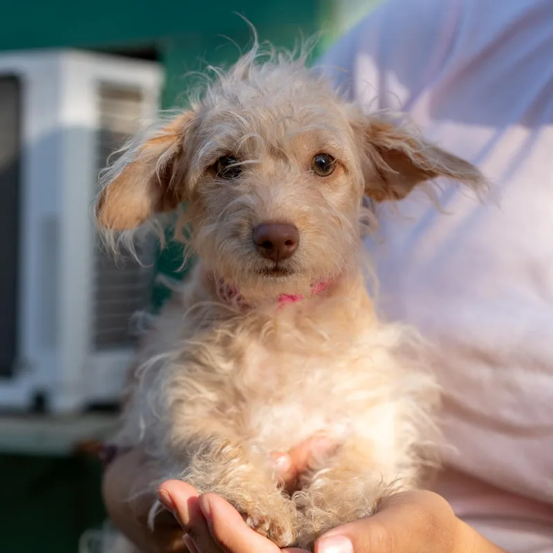 A baby small-sized female Terrier dog named Baby Amy for adoption in Fresno, CA