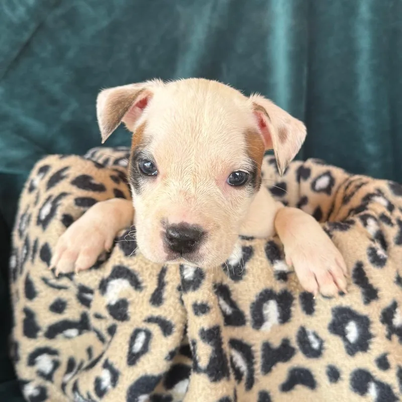 A baby medium-sized female American Staffordshire Terrier dog named Snow White for adoption in Murray, UT