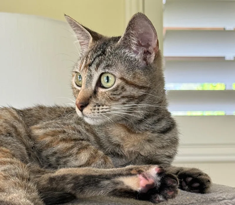 Sweet Cinnamon Raisin Cookie thumbnail 3