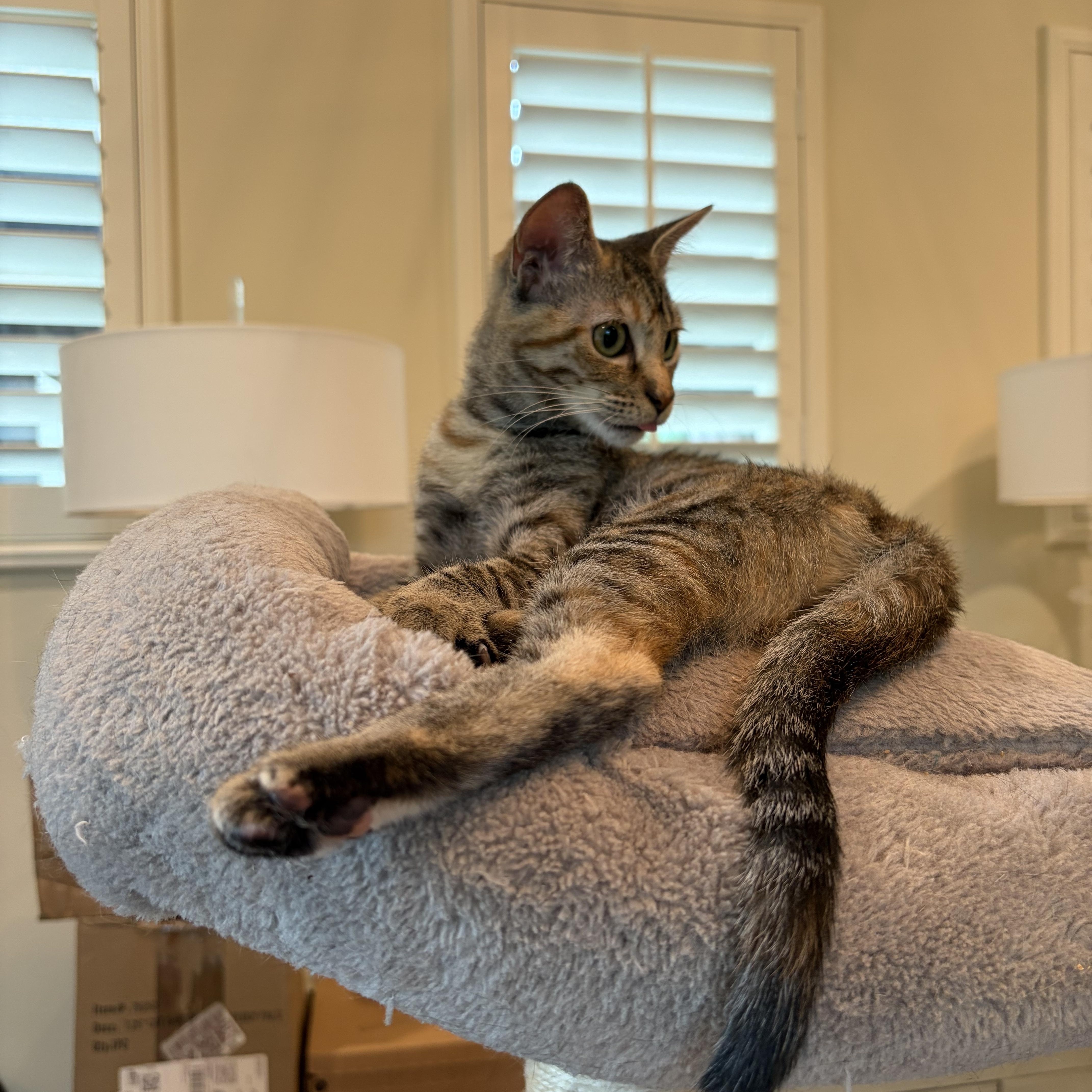 Sweet Cinnamon Raisin Cookie thumbnail 4
