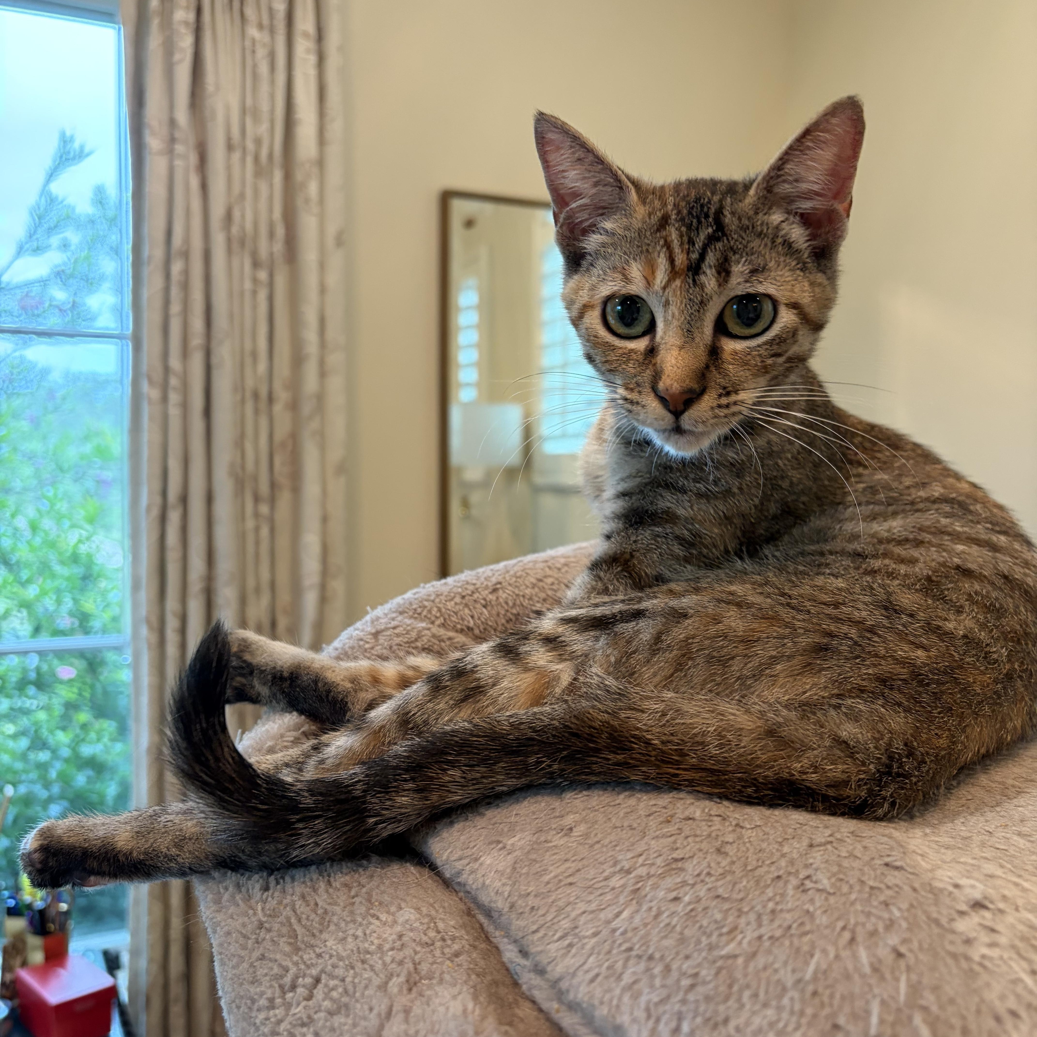 Sweet Cinnamon Raisin Cookie thumbnail 5