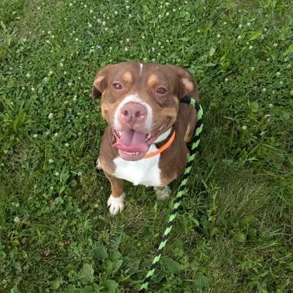An adult medium-sized male Pit Bull Terrier dog named Tidus for adoption in Philadelphia, PA
