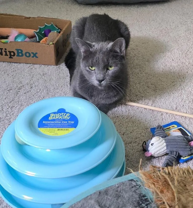 An adult medium-sized male Gray / Blue / Silver Russian Blue cat named Topaz for adoption in Island Lake, IL