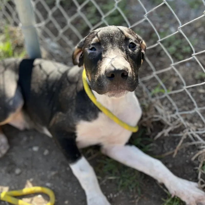 A baby medium-sized male Black Boxer dog named Aero for adoption in Sarasota, FL