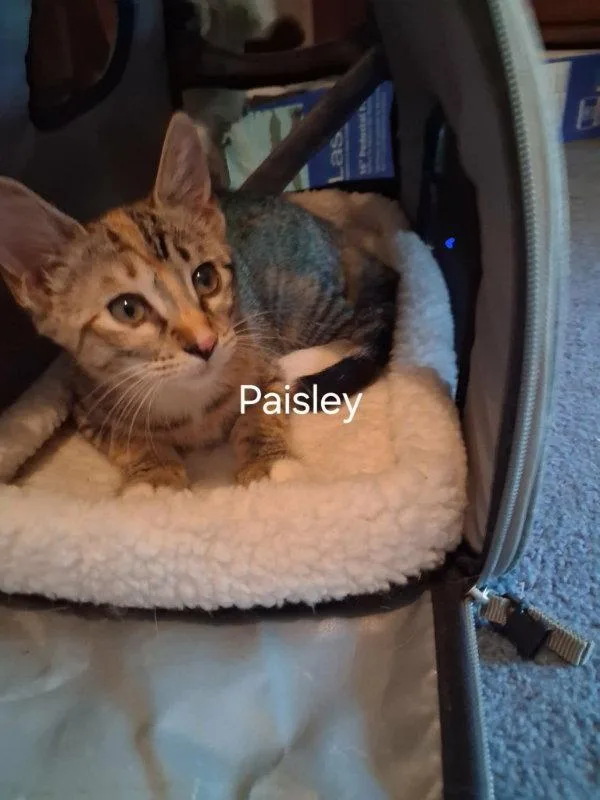 Paisley thumbnail 2