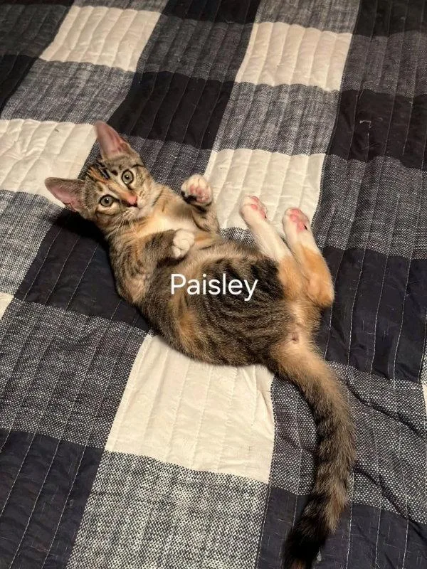 Paisley thumbnail 3