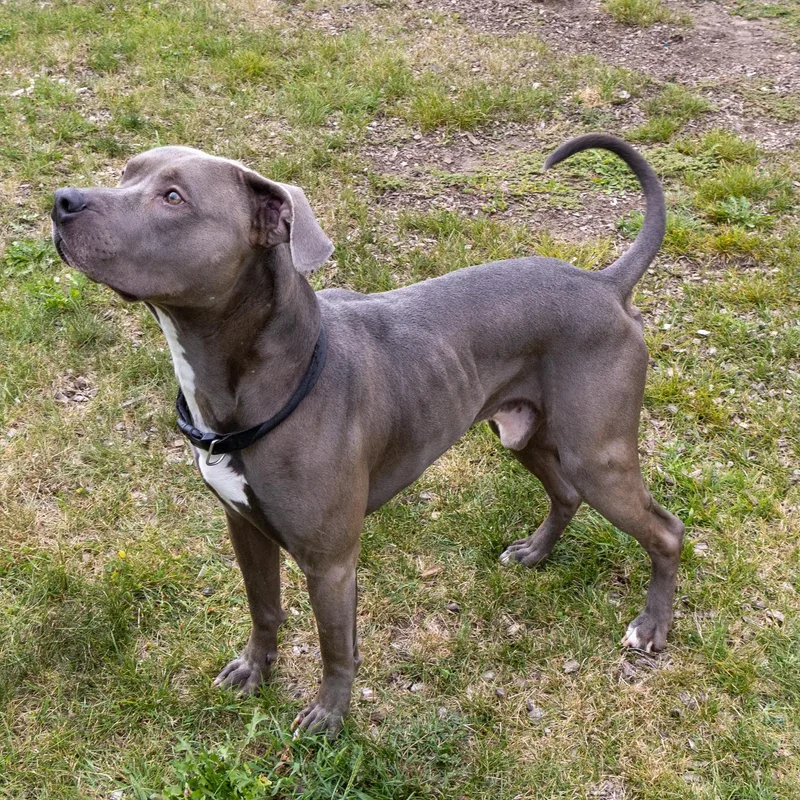 An adult medium-sized male Gray / Blue / Silver American Staffordshire Terrier dog named Mercury for adoption in Mount Pleasant, MI