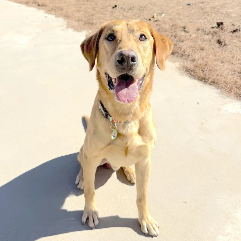 An adult large-sized male Golden Labrador Retriever dog named Jimbo for adoption in Sun Valley, CA