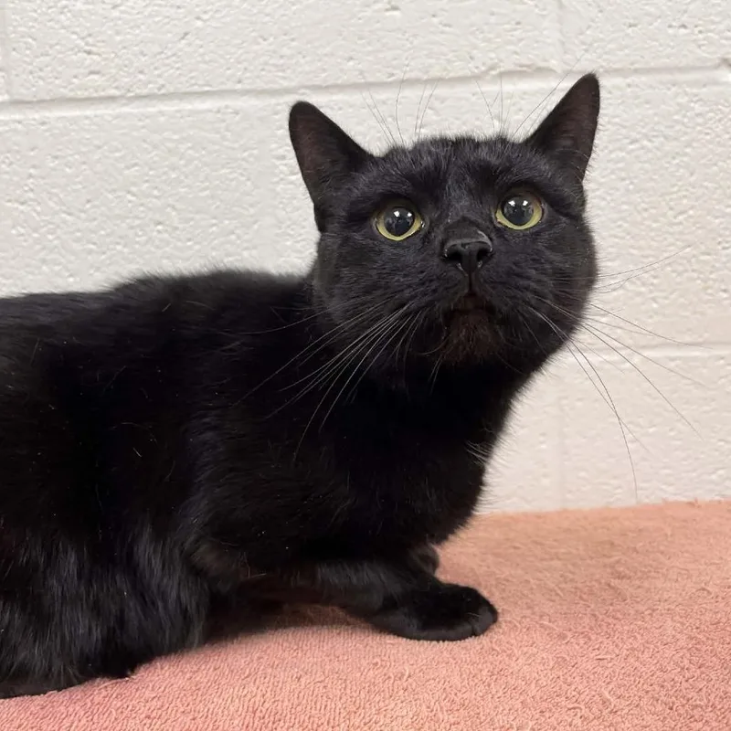 An adult large-sized female Black Domestic Short Hair cat named Karen for adoption in Lyndhurst, VA