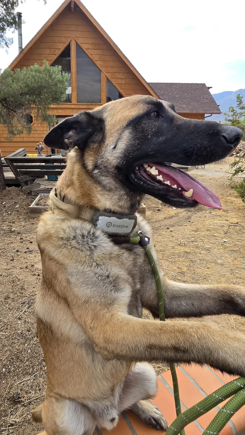 An adult large-sized male Belgian Shepherd / Malinois dog named BamBam for adoption in Vancouver, WA