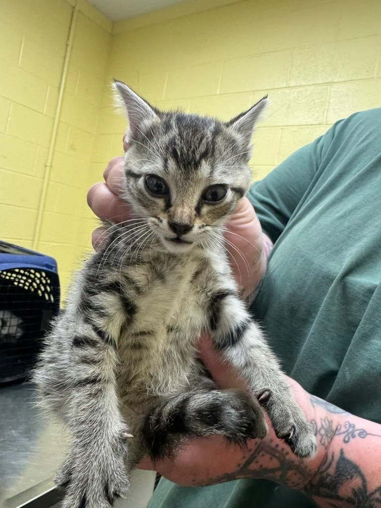 A baby small-sized female Domestic Short Hair cat named Smurfette for adoption in Crossville, TN