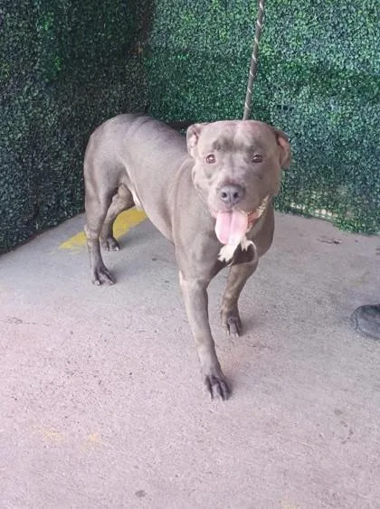 A baby medium-sized male Gray / Blue / Silver Pit Bull Terrier dog named 61730143 for adoption in El Paso, TX