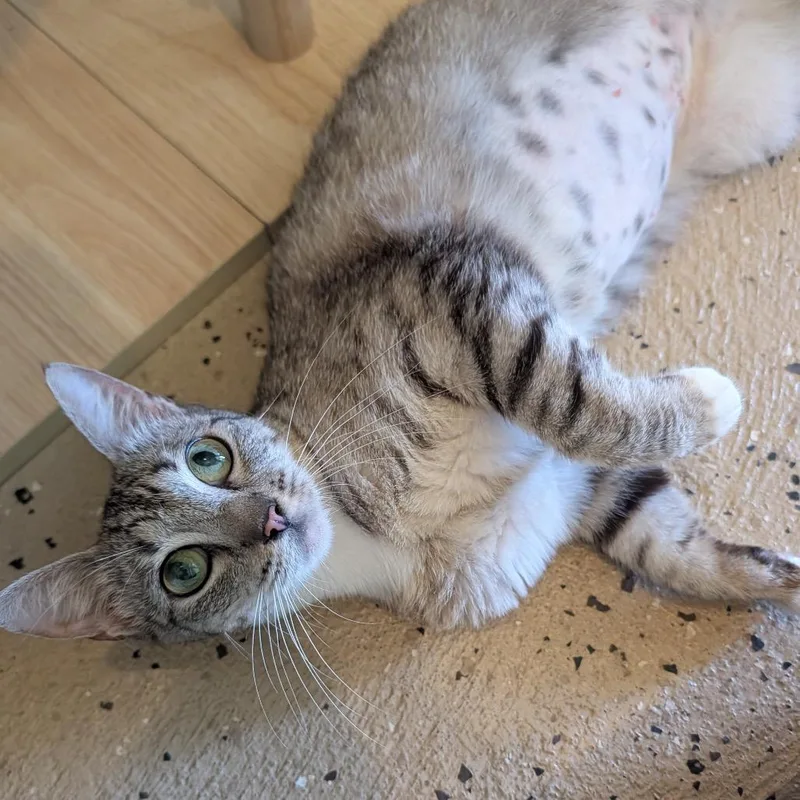 An adult medium-sized female Gray / Blue / Silver Domestic Short Hair cat named Tabitha for adoption in Kailua Kona, HI