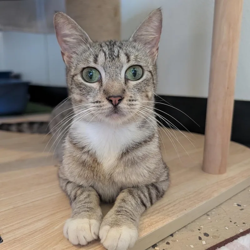 Tabitha thumbnail 4
