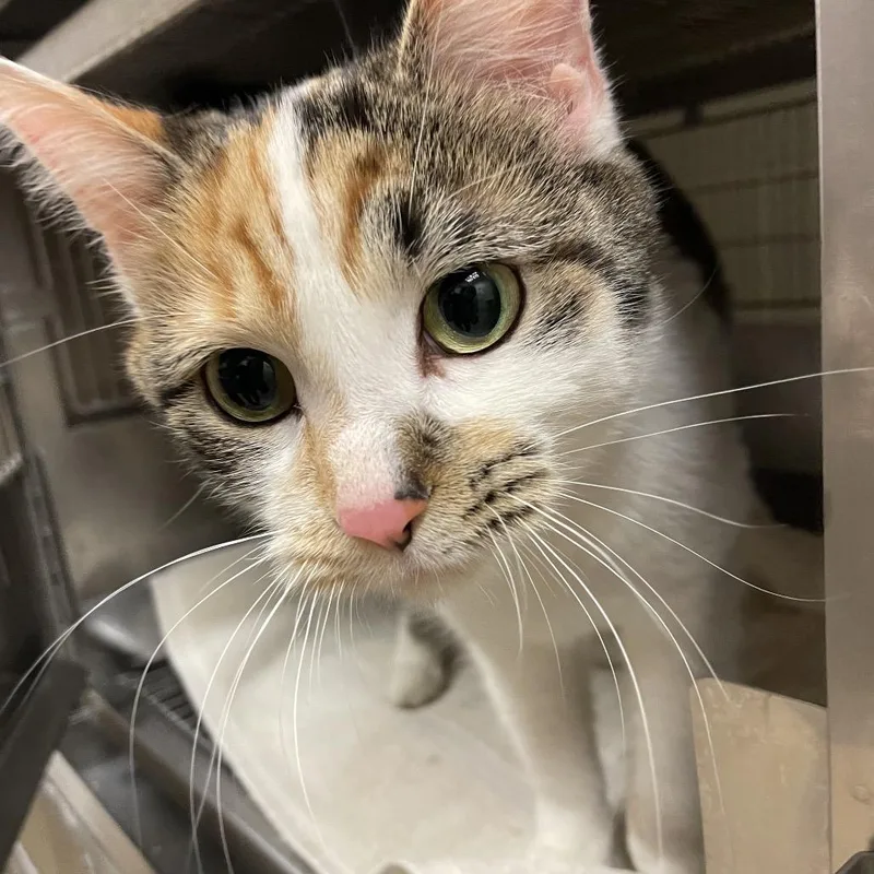 An adult medium-sized female White Domestic Short Hair cat named Reba for adoption in Bristol, IN