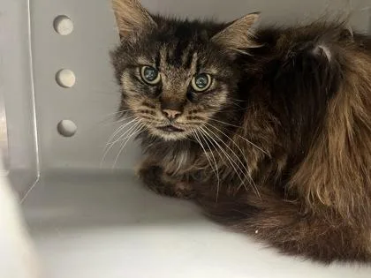 An adult medium-sized female Domestic Long Hair cat named Yappy for adoption in Louisburg, NC