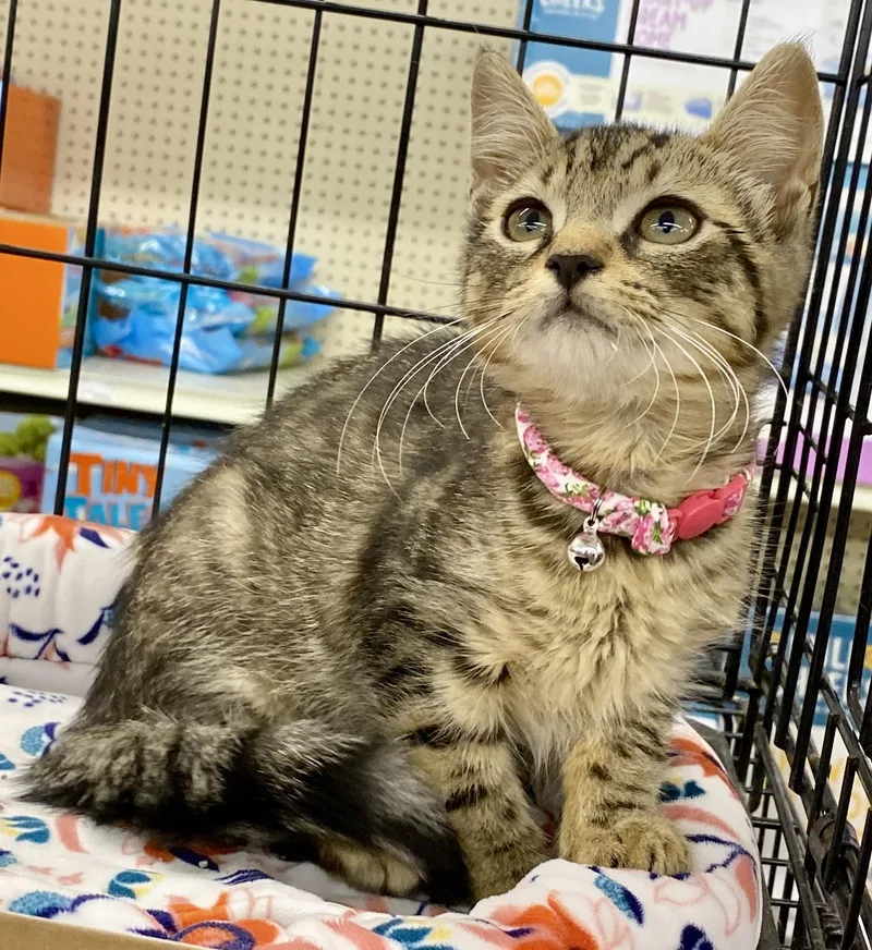 A baby medium-sized female Brown / Chocolate Tabby cat named Oyster for adoption in Red Bank, NJ