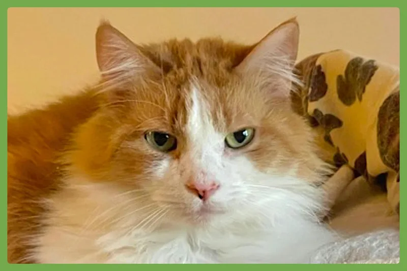 Marmalade thumbnail 4