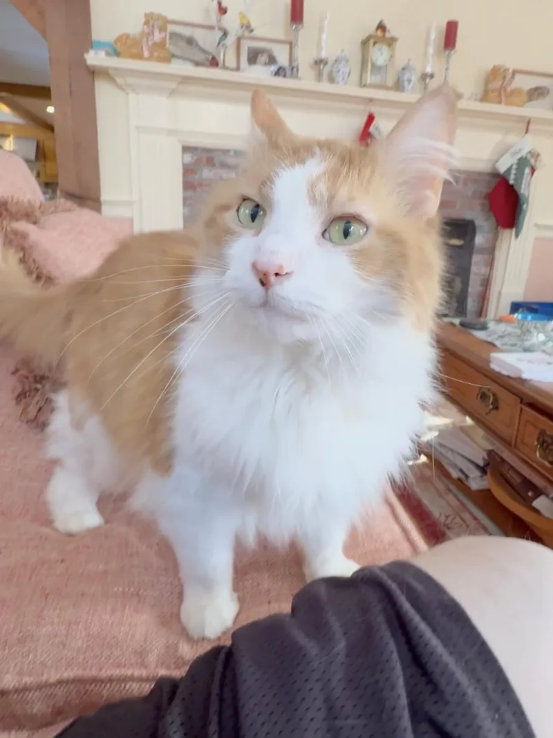 Marmalade thumbnail 5