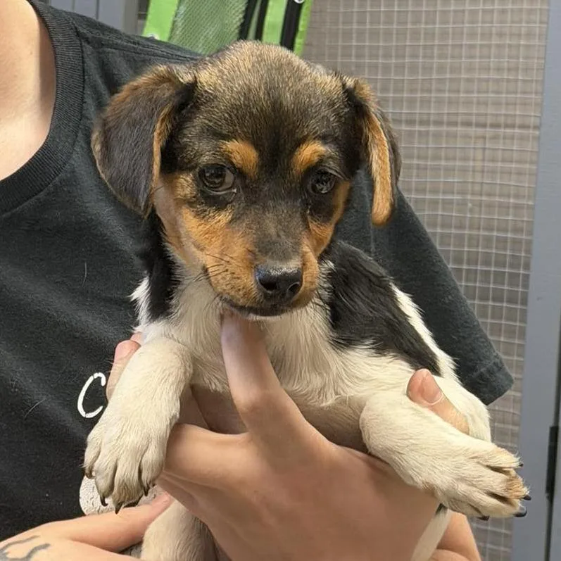 A baby small-sized female White / Cream Jack Russell Terrier dog named Maple for adoption in Washington, DC