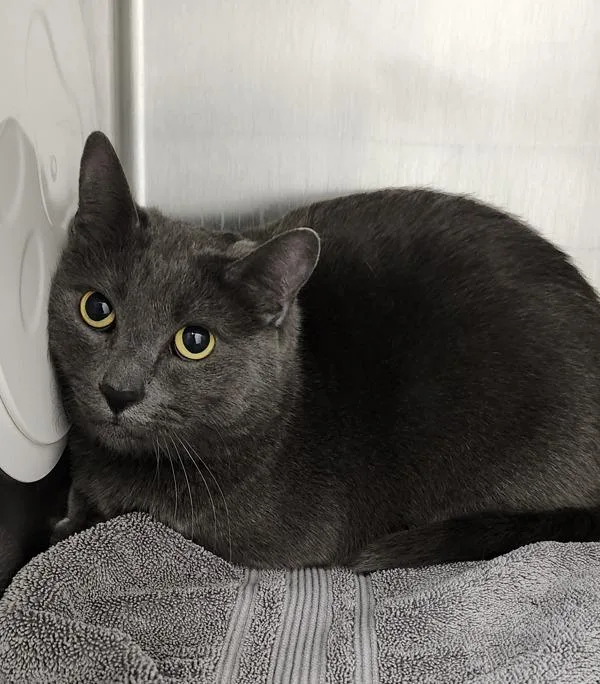 An adult medium-sized male Domestic Short Hair cat named Rain for adoption in Silverdale, WA