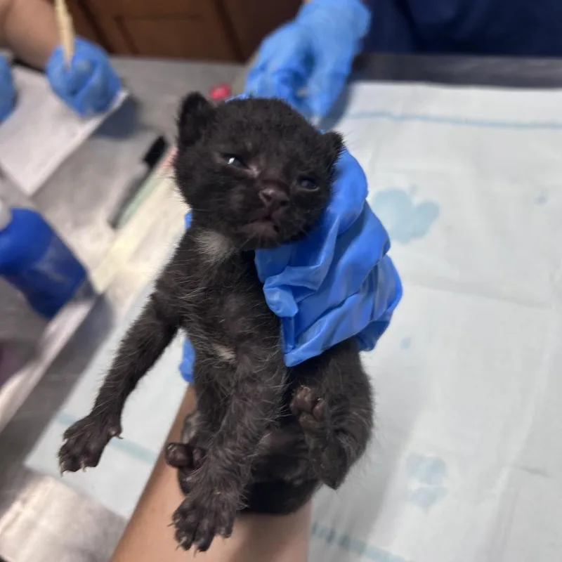A baby small-sized male Brown / Chocolate Domestic Short Hair cat named Tubi for adoption in Summerville, SC