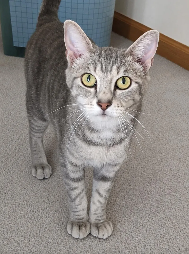 An adult medium-sized female Domestic Short Hair cat named Colbie for adoption in Wheaton, IL