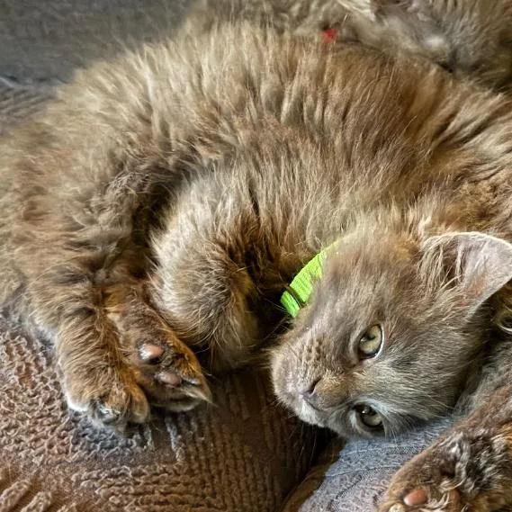 A baby small-sized male Gray / Blue / Silver Domestic Long Hair cat named Haribo for adoption in Belleville, IL