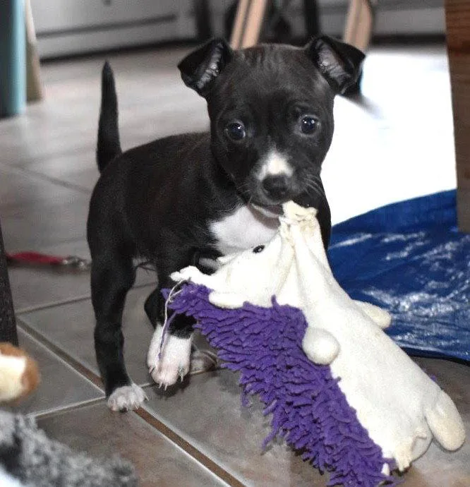 A baby medium-sized female Chihuahua dog named Cherry for adoption in Grafton, WI