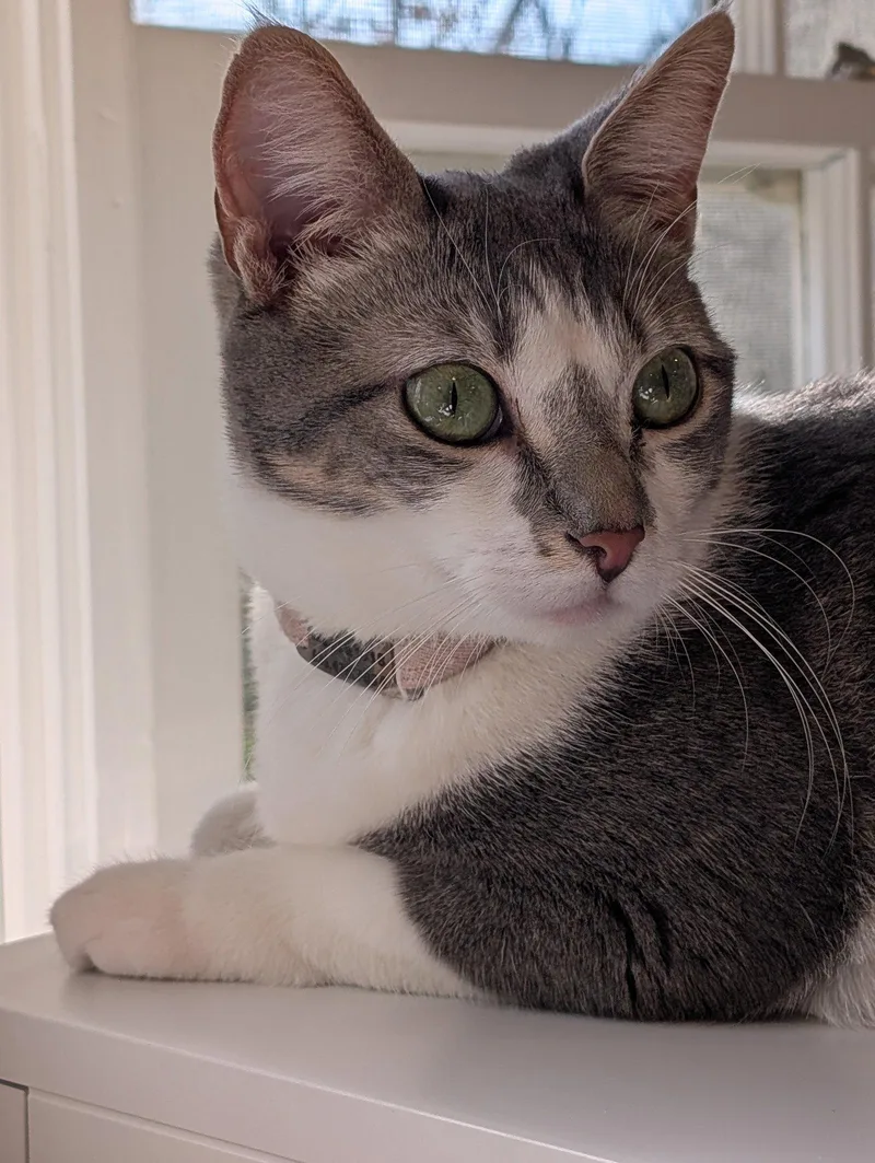 Paloma thumbnail 3