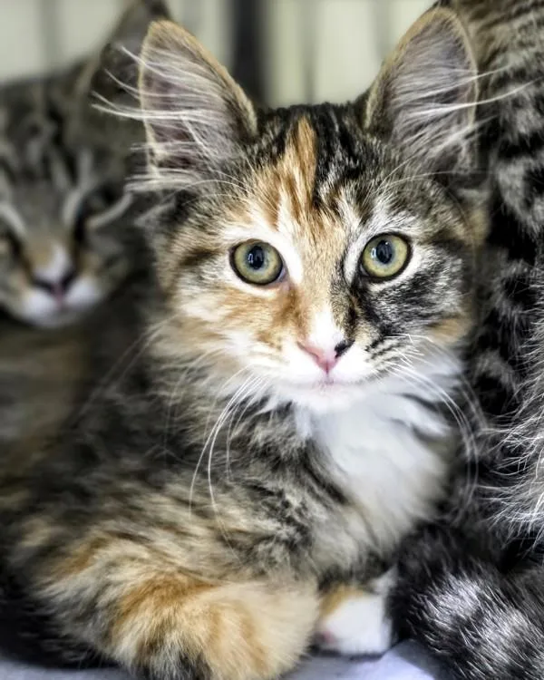 A baby small-sized female Domestic Medium Hair cat named Tallulah for adoption in Novato, CA