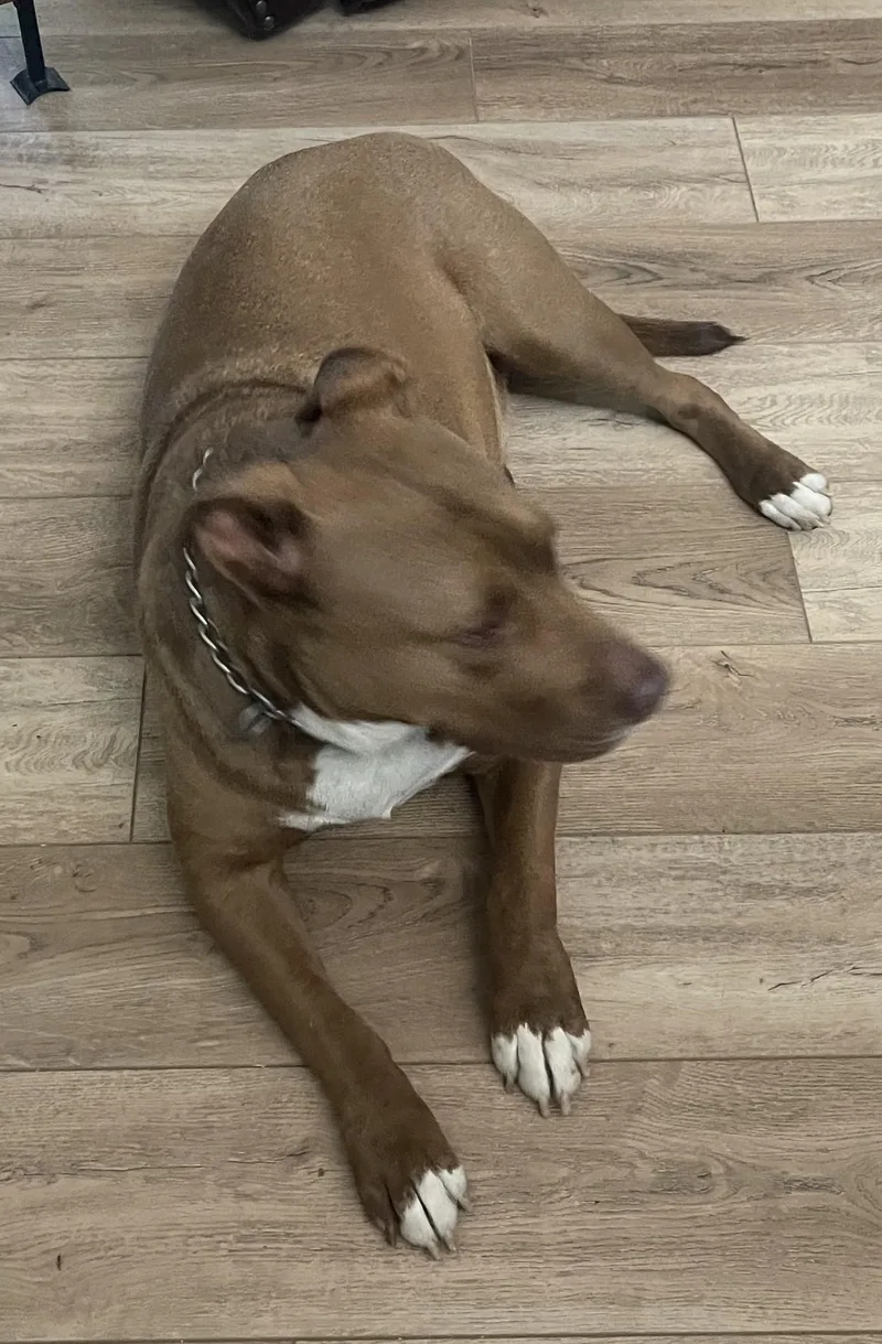 An adult large-sized male Brown / Chocolate American Staffordshire Terrier dog named Chewy for adoption in Greeley, CO