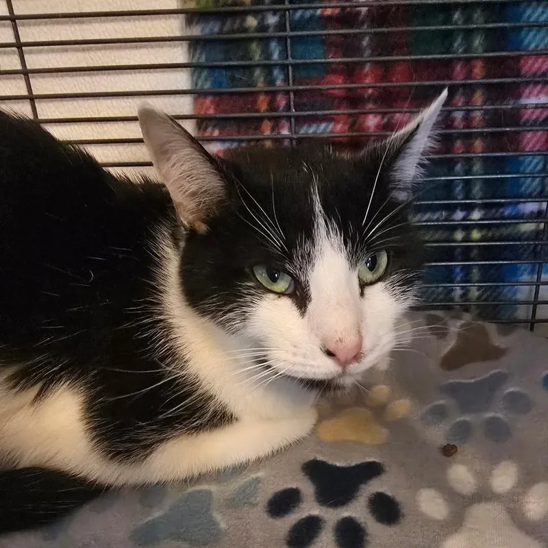 An adult medium-sized female Black Domestic Short Hair cat named Margaret for adoption in Hanna City, IL