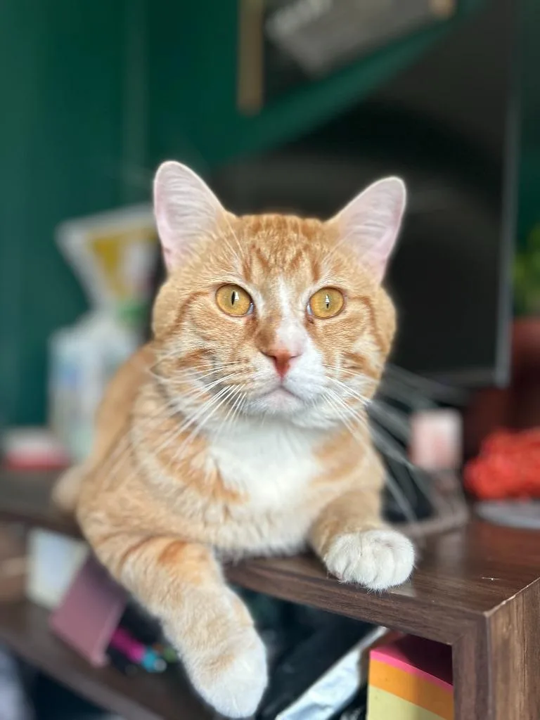 A young medium-sized male Domestic Short Hair cat named Simba for adoption in Minneapolis, MN