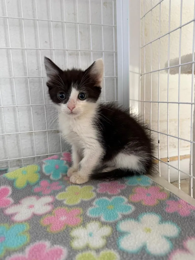 A baby small-sized female Domestic Short Hair cat named Ace for adoption in Brookings, OR