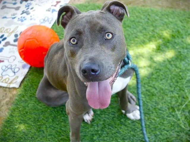 A young small-sized male American Staffordshire Terrier dog named Buddy for adoption in Tallahassee, FL